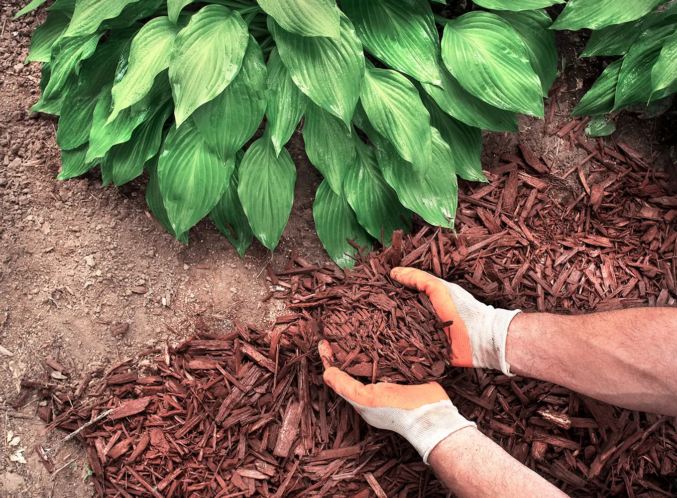 mulch installation and refreshing springfield il