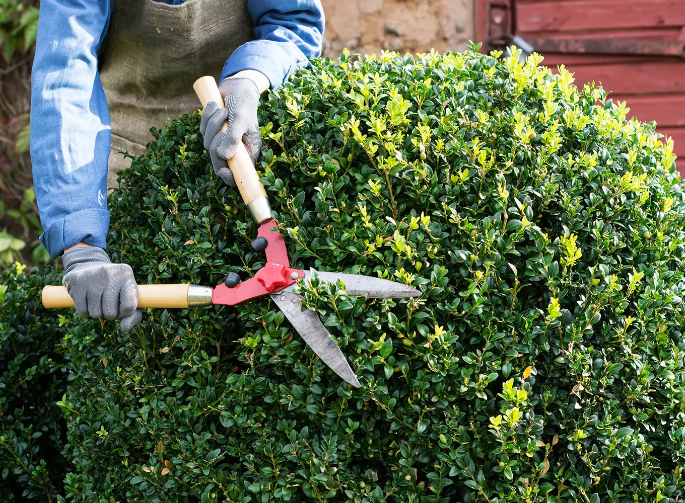 shrub, bush, and plant pruning services in Springfield IL